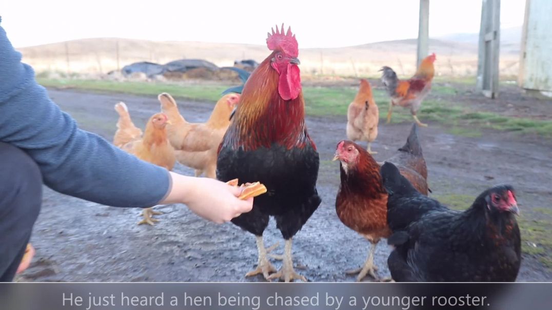 Top Rooster Defends a Hen